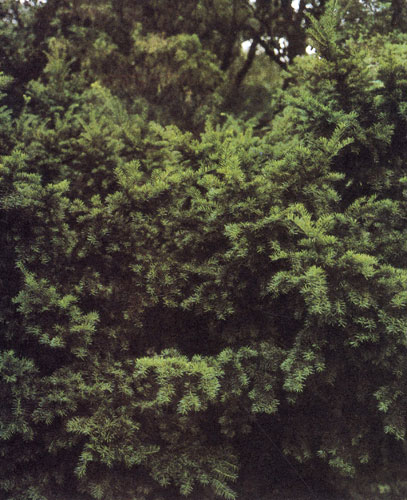 Taxus baccata � ����������� ����������� ��� ����� � �������, ��������� ������������ � ���� ����� ���������� ������. ��� �������� ��������� 