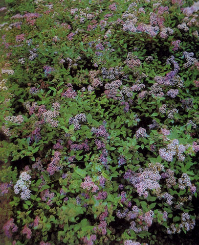 Spiraea bumalda � ����������� ��� ������ ��� �������. ��� ��������� �������� ��� ������������� ����� ��������� 