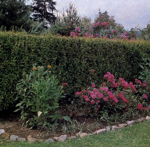 Ligustrum vulgare � ������ ����������� ��������� ��������. ��� ���������� � �������� �������� � ������������� ����� ��������� 