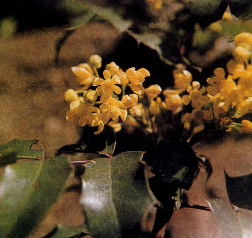 Mahonia aquifolium � ���������������� ��������� � ��������� ������� ��������, ������� ����� �������� ������������ � ������� ����. ������ ����� ������� � �������. ������ ���� �������� ����������� ����� ����� 