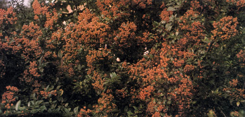 Pyracantha coccinea 'Kasan' � ��� ���� �� ������ ��������� ��������� � �������� ��������-�������� �������. ���� ����� ������ � ������ �������� 