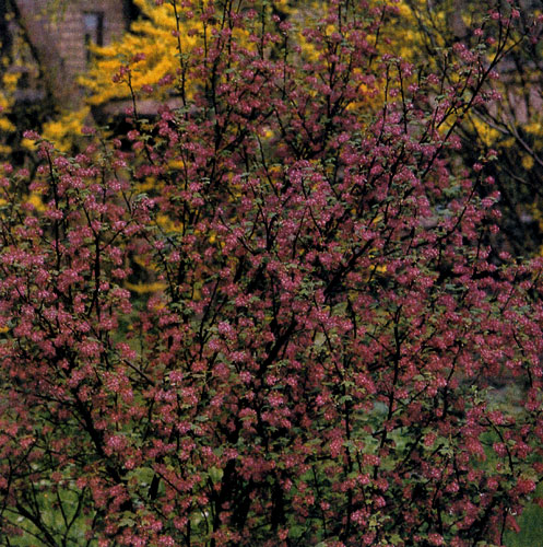 Ribes sanguineum � ��� �������� ����, ������� ������������� ���������� ����������. ����� ��� ������ � � ���������� � ������ ���������, ��������� �������������� ��� ����������� �������. ����� �� ������� ��� �������� ���� �����������, ������ ������ ������ 