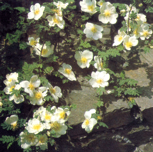  Rosa sericea var. pteracantha ��������� � ����� ����������� ����� ����. � ������ ��� ��������� 3 � 