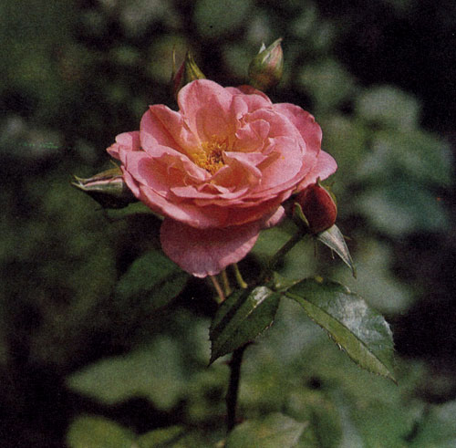 ���� ���������� 'Irish Beauty' � �������� ������������� ��������-�������� ������� � ���������� ������� ��������� � ������ 50 ��.