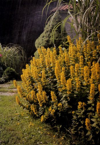 ������ ������� �������� ���� � ��������� (Lysimachia punctata) �� �������� ����� ����������� ��������� ������� ������ �� ������� �� ������ �����, ������� ����� �������� ���������� 