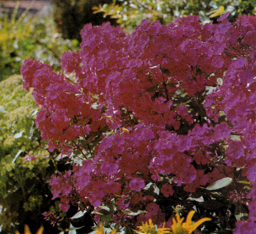  ����������� ����� Phlox paniculata 'Starfire' ��������� � ������������ ������ �������. � ������ �������, ��� ���� ������� ���������, ��� ����� ���������� �� ��������� �������. � ����� ����� ������ � ������������ ������ ����� ������ � ��������, �� ��������� ����������� ����� � ������ �����