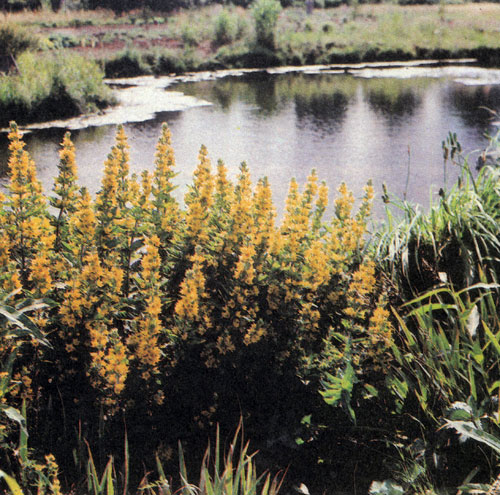 ��������� (Lysimachia punctata) �������� ������� ������� ��� ������� �� ������� ������� �������. ��� � ���������� � ���������������� �����������, ������ �������� � �������� � ���� ����. ��� ���������� ������ ����� ��������. �� ����� ������ ��������� � ���������� � ������������ (Hemerocallis fulva) 