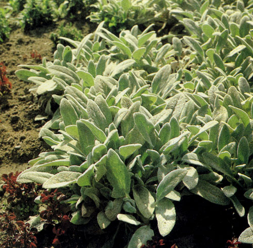 Stachys lanata ����� ������������ � �������� ��������� �������� �� ������� ��������, �� ����� � ��������� ��������. � ����� �������� � ���� �������� � ������ ������ ����������� �� ������� ����� 