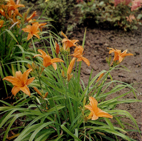 ����������� ��������� ���������� Hemerocallis hybrida 'Burning Daylight'. � ���� ����-��������� ����� � ������ ���������-������� ��������; ��������� �� 60 ��; ������ � �������� 