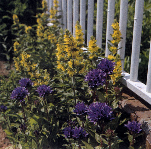 Campanula glomerata � �����-����������� ������� � ��������� (Lysimachia punctata) � ���������-������� ������� ��������� � ����� ���������������� �������������, ������������� ��� ����������� � ����� ����