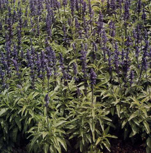 Veronica spicata 'Blaubart' � ������������� �����������, ������ �������� �� ��������� �������� � ����������� ������, ���������� ������� ������� � ���������� �������, � �����������, � ����� ������ � ������� ��������������