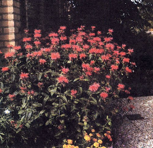 Monarda didyma 'Cambridge Scarlet' � ������������ ������������ ������������, ���������� �������� �����������, ������� �������� ��� ��������� ������� ����� ��������� �������� � ��� ������� �� �������� ��� ���������� ����, ����� ������������� ������������, � ����� �� ������ 