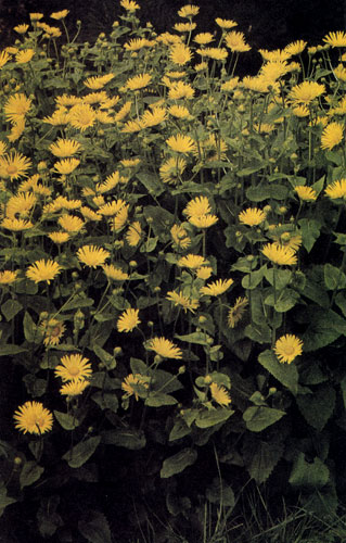 Doronicum columnae ��������� � ����������������, ������������� �������� �������� �������������. ������ �������� ���������� � ��������, � ��������� ������� ������������� � � ����-�������� ����� �������� ���������. ����� ����� ���� ������������ �� ������ � ��� ���������� ������� � �����. ���� ����������� ������ �� �������� ������� �������, ��� ����� ���������� ������ �������� �������� ����