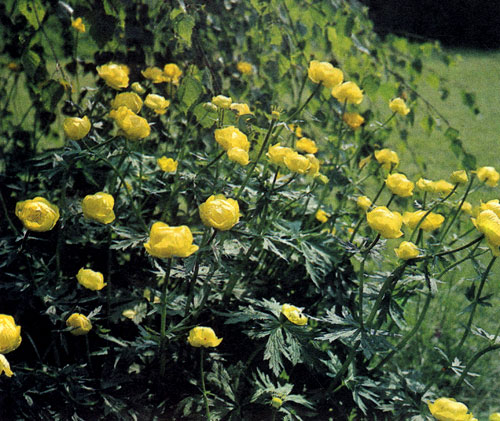  ������ Trollius&times;cultorum, ����������� �������������� �������������, ���������� �� �������� ����, ��� �������� ������������ ������ �������, ����� ������� ��� � � ��������, � ������� � ��������� �������� �������������. �����, ������� ������� � �������� ������� �������� � �� ������ 