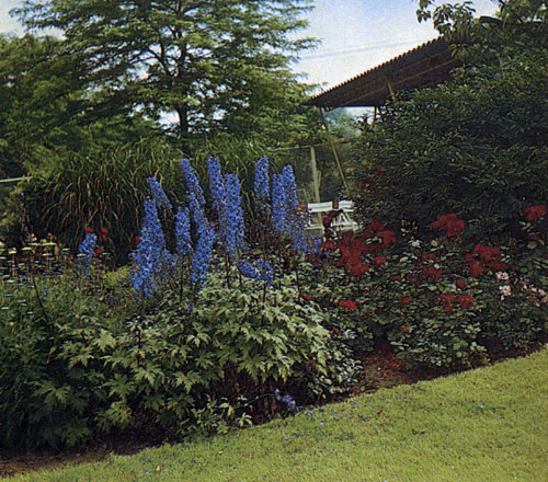  ��������� (Delphinium) ��������� � ����� ����������� �������������. ��� ������ �������� �������, ���������� �����������; �� ���������� ������ � �����, ��� ��������� ���������� ����. ����������� ��� � ��������� ��������, ��� � ������� ������������� � �������� ������������� ��������. ����� ����� ���� ������������ �� ������ � ��� ���������� ������� � �����. ����� ������� ��������� ������, ������������ �� ��������� ������ ��� � ���������� � ������ 