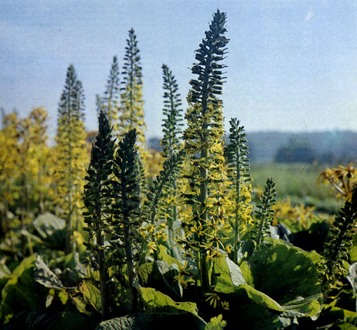 Ligularia&times;hessei � ������� ������������ �����������, ������� ���������� ��� ��������� �������. �������� ������ �� ��������, ������������� � ����. ��������� � ����� ������������ ����������� ������ � ������, ��� ���������� ���������� � ��������� �������. �� ������������� ����� � �� ������� �������� ����� �� ������ ��� ������������� ����� 10 � ����� ��� 