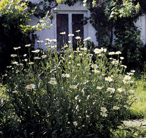 Chrysanthemum maximum � �������� ��������, ��������� ��� ���������� �����, ������ ��������� ��������� � � ����������� ��������� �����. ������ ����� ����� �������� ������ � ���� �� �������; ��� ����� ������� � ��������� � ��������������, ����� ������� ����� ���� 