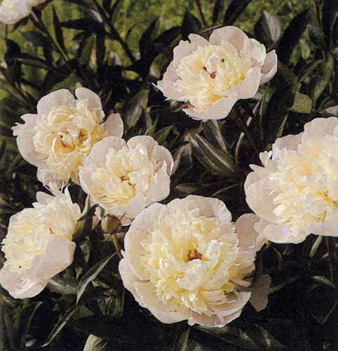  Paeonia lactiflora � ����� ����������, �������� � ���������� ����������� �� ���������� ������ � ������������ �������, �������� ��� ��� ����������� �������, ��� � ������� �����. ����� ������������ � �� ������. ����� � ����� �������� ������� ������� �������� � ������, �������� �� ���� �������, � ������ ��������� ����������. �������, ���������� ���������� � ��������� ��������� �������, ���������� �� ���� ������