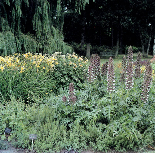 Acanthus spinosus � ������������ �����������, ��������� ��������������� �������� � ���������. ���������� � ��������� ��������, � �����������, ���������� � � ������� ������� �� �������� ����, ��� ��������� ������������ ������ �������, ���� � ��������� � ������������� ��������� ������� � ������� ��������������