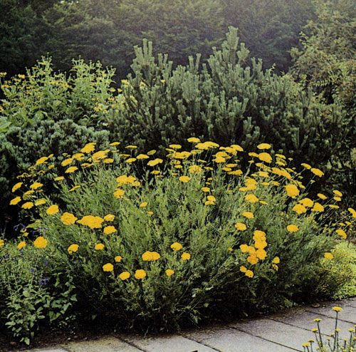Achillea filipendulina 'Golden Plate' � ������������ ����������� � ������������ ������� ������� ������� � ������� ��������. ������ ������� ������� ������� �������, ������� �� ��� ������ �����. ����-������ ����� �������� ������� ���������� �� ���� ������� �������� 
