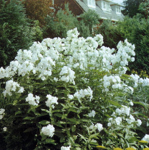 ������� ����������� ����� (Phlox paniculate) ��������� � ����� ���������� ����� ��������� ������������� ������������� � ��������� ������������� ������� 