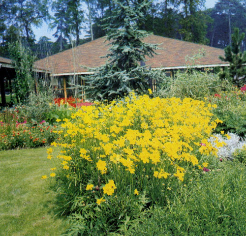 Coreopsis grandiflora � �������� �����������, ��������� ������� ������� ������, ��� � ���� ���������� ������ ��������, � ����� ��� �������� �� ������. ������ �� ���������, ������ ������, �� ����������� ������������� �����. ������������ �� ������� � � ��������� ������� ������������� 