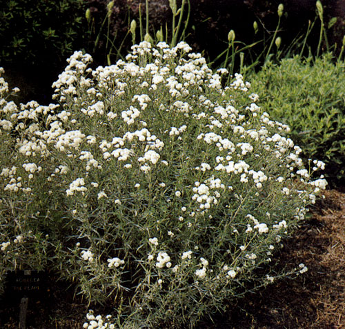 Achillea ptarmica 'The Pearl' ��������� � ����� ��������� ��������� ������. �� ������������ � ��������� ������� �������������, ��� ��� ����� ����� ������ �������������� ��������� � ����� ����������. ��������� ����� ����� ����� ������ � ����� 