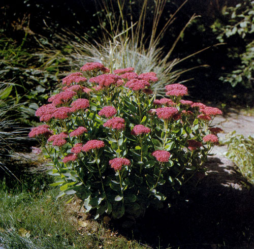 Sedum spectabile 'Brillant' � ������������� ����������� � �������� ��������, �� ������� ����� �������� �����. ����������� ��� ��� ������, ��� � �����, ������� ���������� � ����� ����������� ����� 