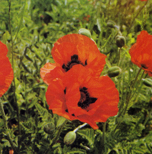  ���� ������ ���������� ���� (Papaver orientate) ���� �������� � ���� ������ �� ����, ����� ��������� ����. ��� ������ �������-��������, ����������, ��������-��������, ����� ����������, �������� � ������ � ������� �������. ����� ���� ����� ����������� � ���������� ������������� ����� ��������� ������ 