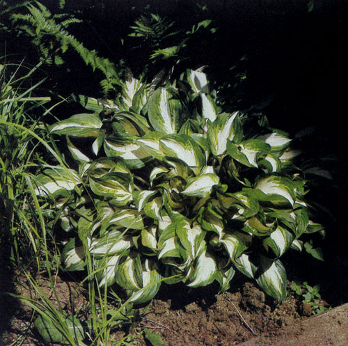 Hosta undulata 'Medio-Variegata' � �����������, ������ �������� � �������� � ����, � ��������� ���������� ����-���������� ��������. ������� ������������� ������������� ��������� �����, ��������� � ����������� ��������, ���������� � �����������. ���� ����������� ���������� ��� � ���������, ��� � ��������� �������� ����� ��������, ������ ��������, � �������� � ��������� �������� ���� 