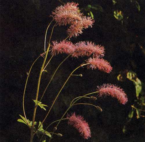 Sanguisorba tenuifolia 'Wiesenknopf � ������� ����������� � ������������ ��������� � ��������� ���������� ������������� �������. ����� ����������� �����-������� �������� ������. ������������ ������� ������� �� ��������� �������� ����, ����� �������� � � �������� �� ������ ���������� ������. � ������ ��������� 180 �� 