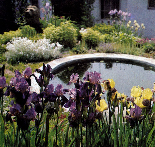 ���� (Iris&times;barbata) � ����� �������� �����������, ��������� ��� �������, ��������� ������� � ������� �� ��������� ��������. ��������� ������ ������ ������ ������������; ����� ������������ �������� ����� ������� �� ����������� �� � ������ ������������. ������ ���� ��������� ��������������� ������. ���� ���������� � ����������� �� ����� � ��� �� ����. ����� ��������� ������ � ��������������, ������� ����� ����� �����