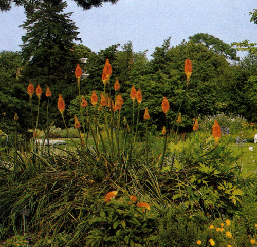  Kniphofia uvaria 'Nobilis' � ��������� ������������ ����������� ����� �� ����� ������ � �������� ������������� ��������. ������ ������� � ������ ����������� ��������, ��������� �� ������������ ������� �������. ���������� ��� � ��������� �������� ������������� � �������� ���������� ��������. ��� �������� �������� ���������� ����� ��������. ����� ������� ������ ������� � ������� ������� 