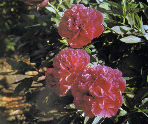 ���� ������������� � Paeonia officinalis � �����������, �������������� ���� �������� �����-�� ����� �� ���� ����� �������� ���������. ��������� ����������� ������� ����� ����������� ������� � ��������� ��������� ���������� ����, �������� ������ 
