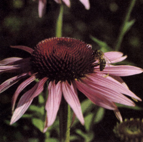 Rudbeckia (Echinacea) purpurea ��������� � �������������, ���������� ������������ �������� ����� ������ � ������ ����. �������� ��������� � ������ �� 60�100 ��. �� ������� ������� ������� ���������� ������� �������� ������� � �����-���������� ���������. �������� ���������� ��� ����������, ��� � � ��������� �������� ������������ �������������. ������ ������ �� ����� ����� 