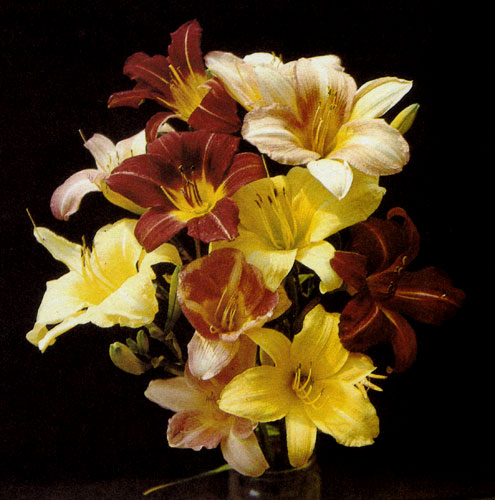 ���������� (Hemerocallis hybrida) ��������� � �������������, ����������, ������� �������� ������������� � �������������� ��������������. �� ��������� �� ��������� 25 ��� ����������� �������� �� ���� ������������ ������, ����������������� �������� ������� � ������������� �� ���������