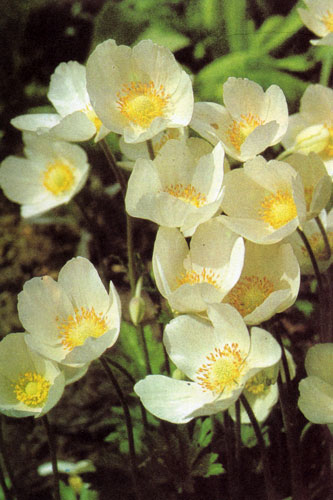  Anemone sylvestris 'Grandiflora' � ������� ������� �������, ���������� ����� �������� ������� �������-������ �����. ��������, ����� ������������. ����� ����� � ����������� �������, ���������, �� ������ ������ � �� ������. ��� ���������� � �����������, ���������� ����� ����������� � ��� ���������. ������ ���������� � �������� ���������� (Primula), �������� (Scilla), ���� �������� (Muscari) � �������� �������� 