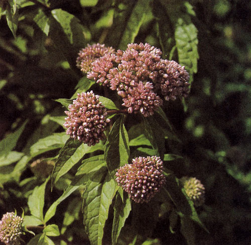 Eupatorium purpureum � ������������ ������� ����������� � �������� ������������������ ��������, �������������� �������� � �������-�������� �������. ������� ������� ������� ��-�� ����, ��� ������ ������. ������������ � ������, � �������� � ����� ��������� ����������. ������ �� �������� �����, �� ��������� ��� ���������� ������, ���������� �� ������ � �������. ��� ������������� �������� ����������� ������� ���