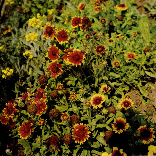 Gaillardia grandiflora 'Fackelschein' � ���������� ������������� �����������. ���������� � ��������, ��������� �������� ������������� � �� ������. � ����� ���� �������� ���������� ��������, ����� ��� ������������, � �� ��������� ��� � ����� ������� ������� 