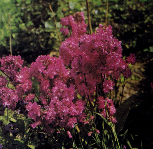 Lychnis viscaria 'Plena' ��������� � ��������������� �������������, ������������ � ��������, ������� ����������� � � ��������. �������� �������� ������� ����������� �������, � �� ������ ������� ���������� ������� ��������-������� ����� � �������� ��������. ��� ���������� ��������� � ������������ ��������� ��������� (Veronica austri��� 'Royal Blue'), ������ (Aster tongolensis 'Wartburgstern') � �������� (Cerastium tomentosum var. columnae)
