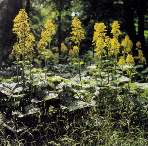 Ligularia&times;hessei � ������� ������������ ����������� �������� (150�180 ��) � ������������� �������� � ������� � �����������, �������� ����� ���������. ���������� � ��������� �������� ��� � ��������� �������, � ��������, ����� �������� 