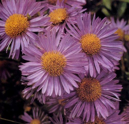 Aster alpinus � ������ ����������� � �������������� ��������������. ���������� ��������� ������ � ������������� ����������. ���������� � �����������, � ����������, ����� ��������� (���� ����� � ������� �����), � ��������, ��������� ������� ������������� � �� ������ 