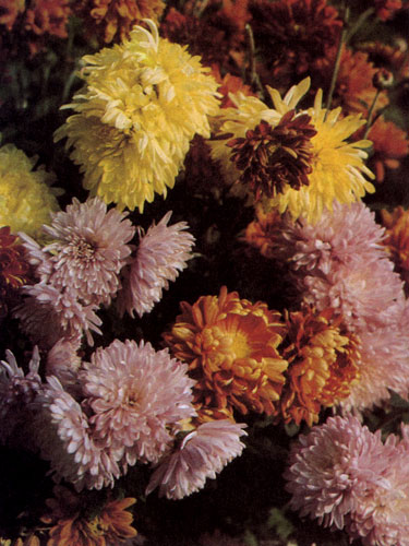 Chrysanthemum&times;hortorum � ������ ��������� ����� � ����, ������� ������ �� ����� �������� �����. ��������� ������� ��������� ������ ������������ � �����������. ������ ���������� �� ����� ����������