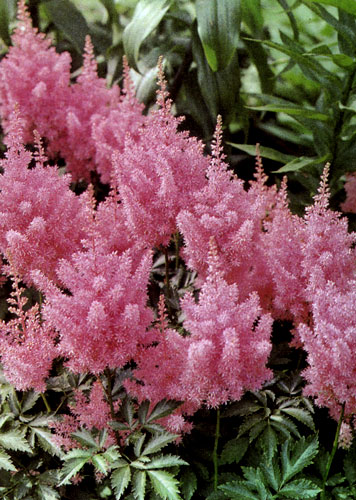  Astilbe chinensis 'Finale' � �������� ����������� ���� ��������, ������ �������� � �������� ����. ��� ���������� � ��������, �� �������, ����������� � � ������� ���������� ������� �������������. ����������� ����� ������ � �� ��������� ��������, �������� ����� ��������, �����, ��������, ��� ��� ���������� �������� �������� 