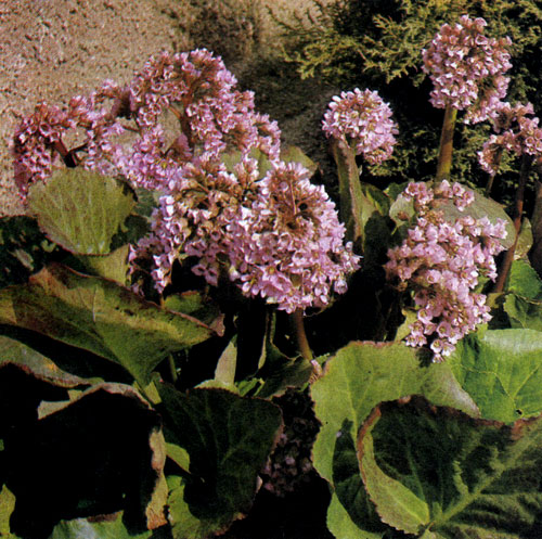 Bergenia cordifolia � ��������, ���������� ������������ ����������� � �������� ��������� ��������. �� ����������� �� ���������� �������� ����. ������������ � �������� � ��������� �������� �������������, �� �������, � �����������, � ������������ ����� ���������� ������������, ����� �������� 