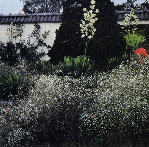 ����� �����������, ��� ��������-���� (Gypsophila paniculata), ��������� � ����� ������ ���������������� � ������ ���������� ������������� � ����. ������, ������� ����������� ������ ����� ����� �������� ������� ��������� ��������� ����� � �����. ����� ������������ � � ��������� �������� ����� ������ ������������ �������������. ����� ������ ������������ ���������, ������ ��������� �����, ������, ������� ���� ��� � ���� �� �������� 