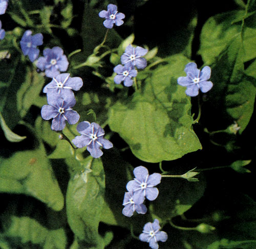 Omphalodes verna � ����������� ����������� � ��������� ��������, ��������� ���������. �� ��������� ���� ������� �����, ������� �������� ��� ���������� ��� ��������� ���������� ���� � ���� � � ����������� 