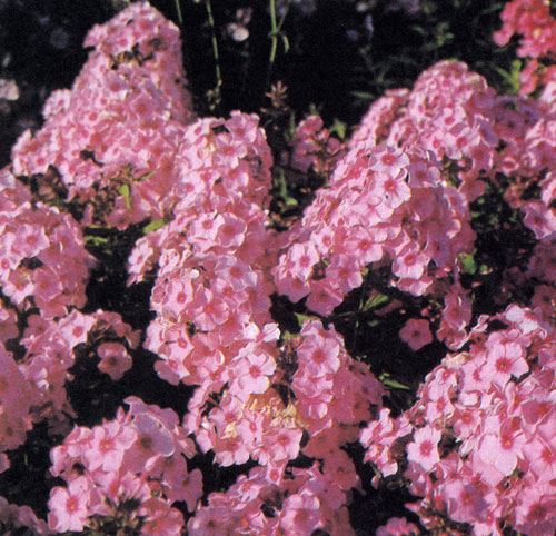  ������� ������ (Phlox paniculata 'Fruhrosa') � ������ ������ ������� ���������� �� ���� ��������� ������������� 