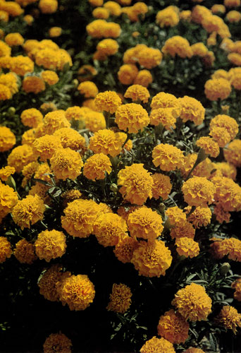 Tagetes erecte 'Clinton' � ���� ���������, ����������� �� 60�80 ��. ��� �������� ���������� ��������, �������� � ���� �� ��������. ������ ������ �� ������ � � ��������, ������� ����������� ����������� ����� 