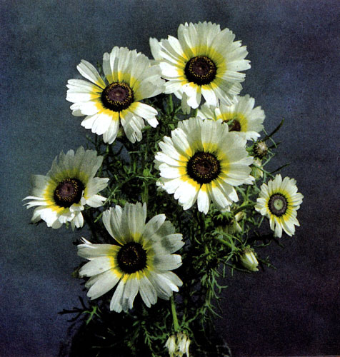 ���������� (Chrysanthemum carinatum 'Polarstern') � ���������� ���������� ���������, ������� ������ (�� ����� �������� ���������� �� 70 �������) 